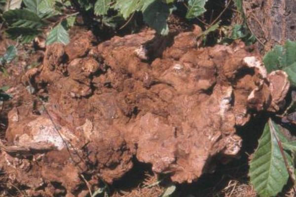 2018种茯苓赚钱吗?茯苓种植的利润与投资成本及前景预测