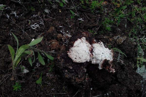 2018种茯苓赚钱吗?茯苓种植的利润与投资成本及前景预测