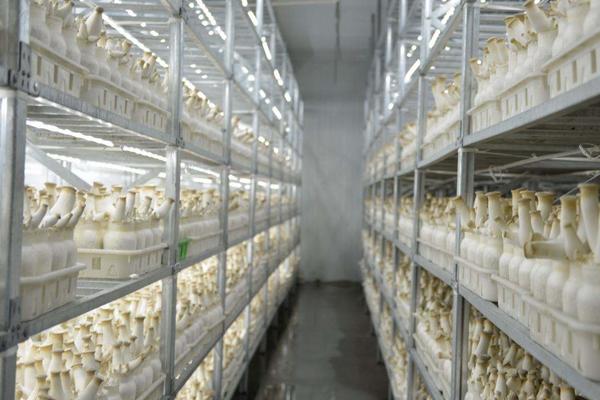 2018种杏鲍菇赚钱吗?杏鲍菇种植的利润与投资成本及前景预测