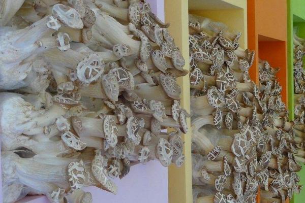 2018种杏鲍菇赚钱吗?杏鲍菇种植的利润与投资成本及前景预测