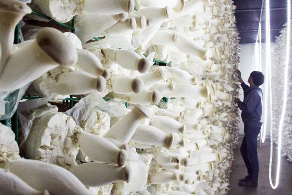 2018种杏鲍菇赚钱吗?杏鲍菇种植的利润与投资成本及前景预测