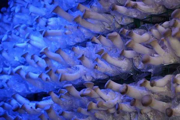 2018种杏鲍菇赚钱吗?杏鲍菇种植的利润与投资成本及前景预测