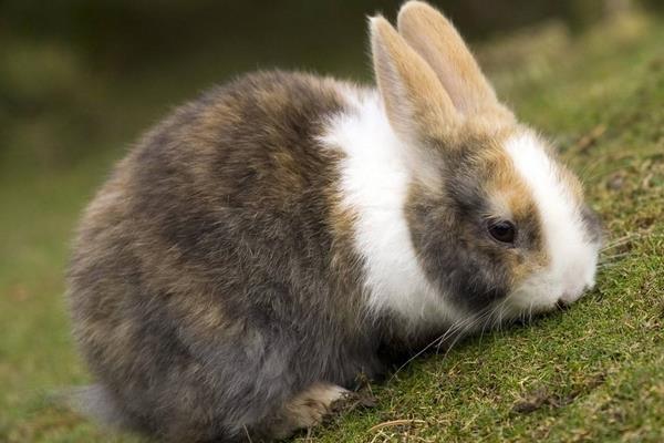 养兔子要注意的事项