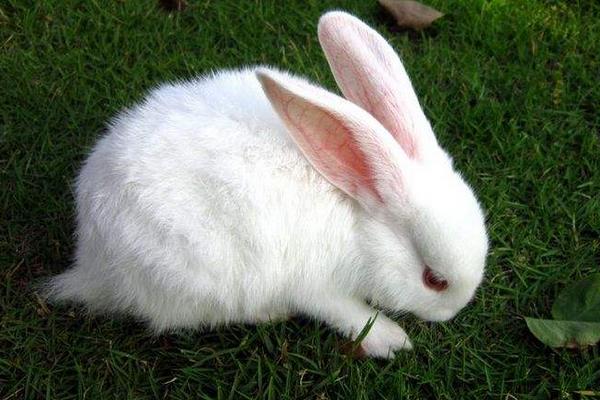 养兔子要注意的事项