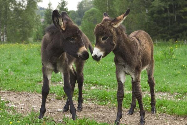 2015养驴赚钱吗?2015养驴前景及市场价格分析