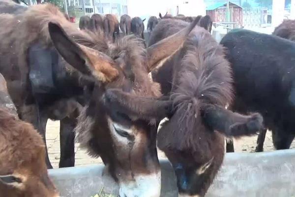 2015养驴赚钱吗?2015养驴前景及市场价格分析