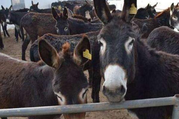 2015养驴赚钱吗?2015养驴前景及市场价格分析