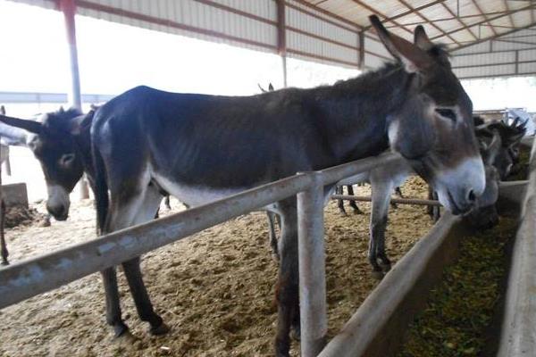 2015养驴赚钱吗?2015养驴前景及市场价格分析