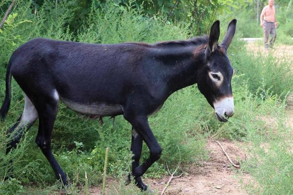 2015养驴赚钱吗?2015养驴前景及市场价格分析