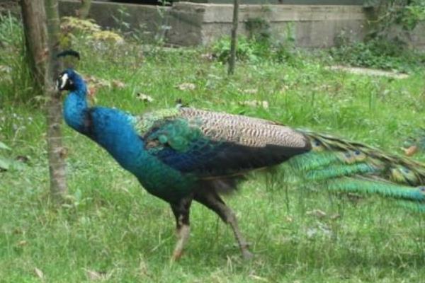 养50只蓝孔雀能赚多少钱?养蓝孔雀的成本和利润