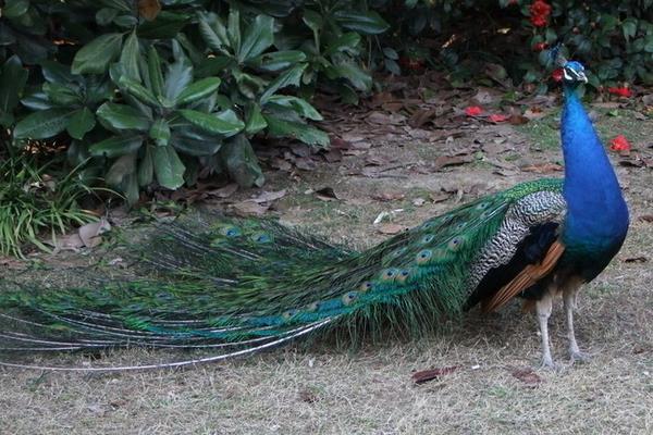 养50只蓝孔雀能赚多少钱?养蓝孔雀的成本和利润