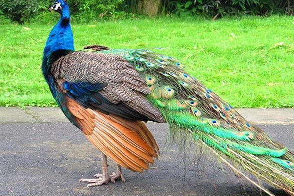 养50只蓝孔雀能赚多少钱?养蓝孔雀的成本和利润