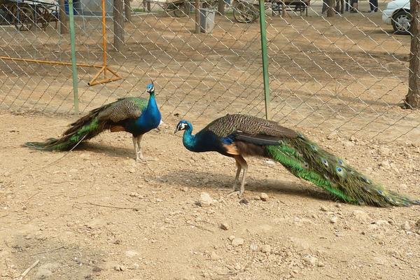 养50只蓝孔雀能赚多少钱?养蓝孔雀的成本和利润