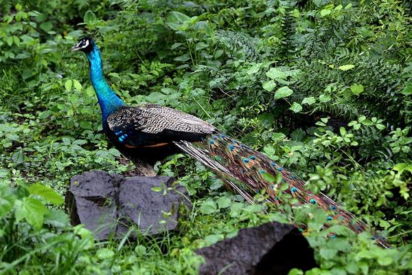 养50只蓝孔雀能赚多少钱?养蓝孔雀的成本和利润