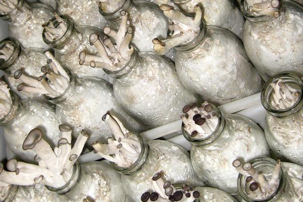 2018种鸡腿菇赚钱吗?鸡腿菇种植的利润与投资成本及前景预测