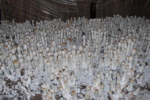 2018种鸡腿菇赚钱吗?鸡腿菇种植的利润与投资成本及前景预测