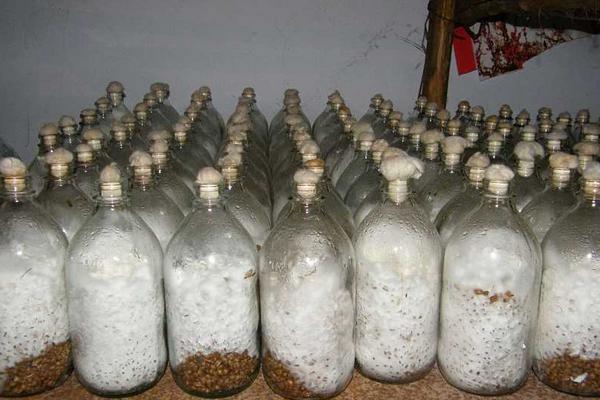 2018种鸡腿菇赚钱吗?鸡腿菇种植的利润与投资成本及前景预测