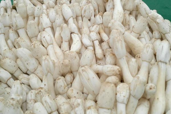 2018种鸡腿菇赚钱吗?鸡腿菇种植的利润与投资成本及前景预测