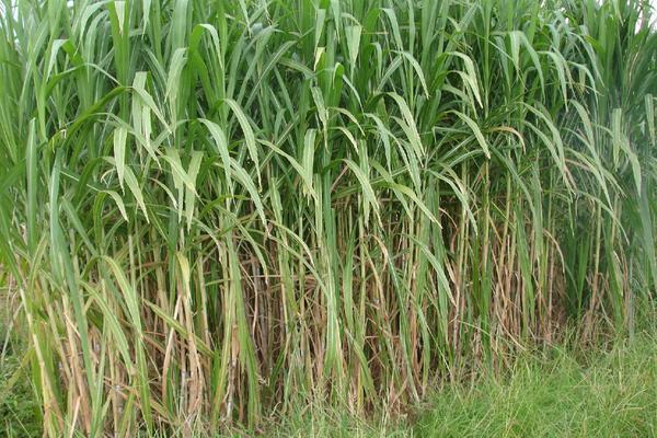 2018种牧草赚钱吗?牧草种植的利润与投资成本及前景预测