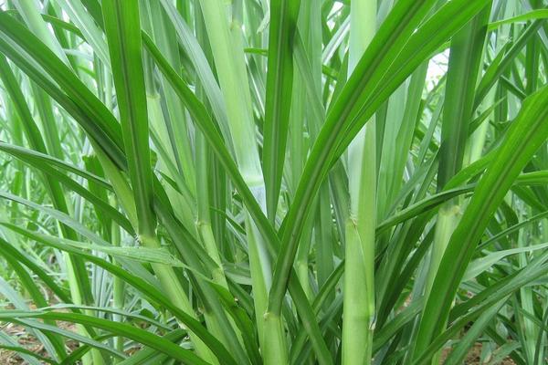 2018种牧草赚钱吗?牧草种植的利润与投资成本及前景预测