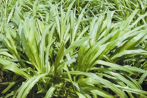 2018种牧草赚钱吗?牧草种植的利润与投资成本及前景预测