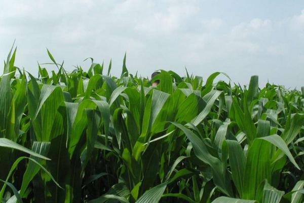 2018种牧草赚钱吗?牧草种植的利润与投资成本及前景预测