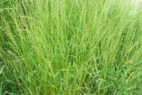 2018种黑麦草赚钱吗?黑麦草种植的利润与投资成本及前景预测