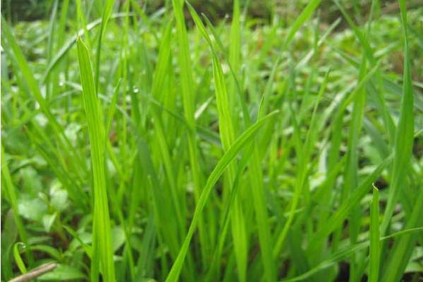 2018种黑麦草赚钱吗?黑麦草种植的利润与投资成本及前景预测