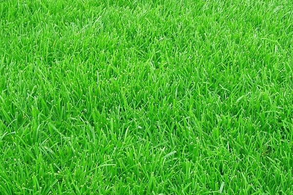 2018种黑麦草赚钱吗?黑麦草种植的利润与投资成本及前景预测