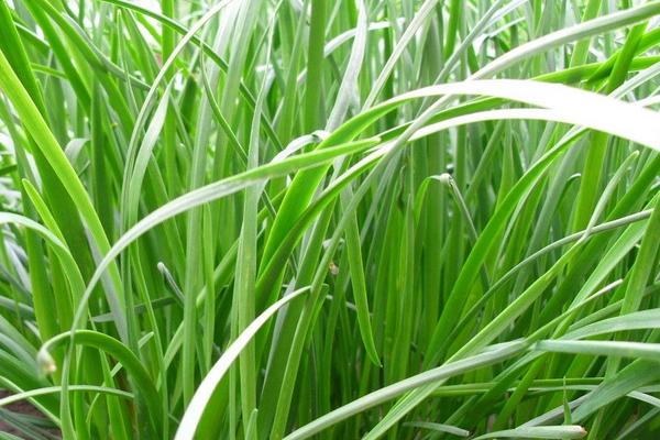 2018种黑麦草赚钱吗?黑麦草种植的利润与投资成本及前景预测