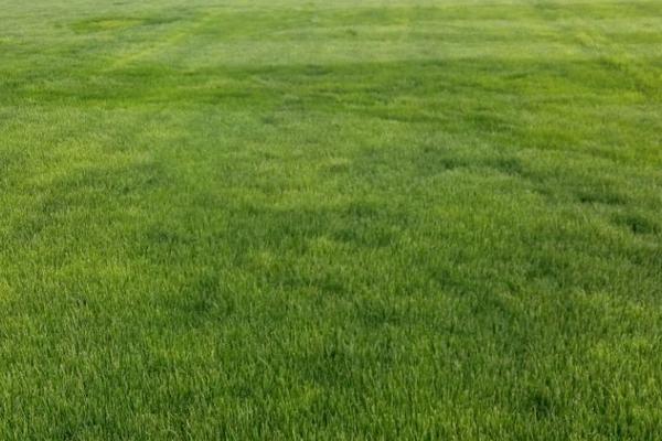 2018种黑麦草赚钱吗?黑麦草种植的利润与投资成本及前景预测