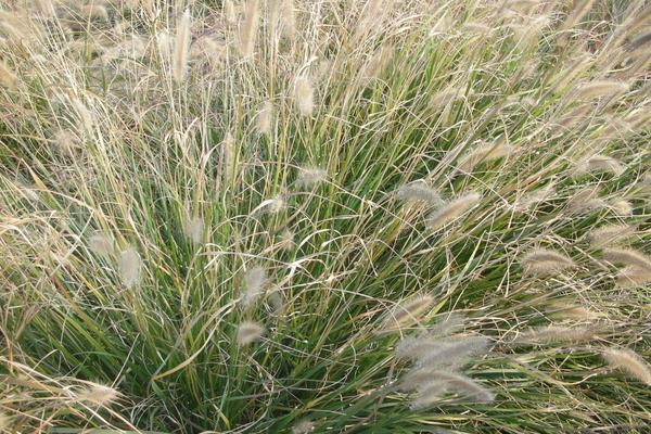 2018种狼尾草赚钱吗?狼尾草种植的利润与投资成本及前景预测