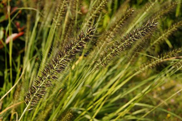 2018种狼尾草赚钱吗?狼尾草种植的利润与投资成本及前景预测