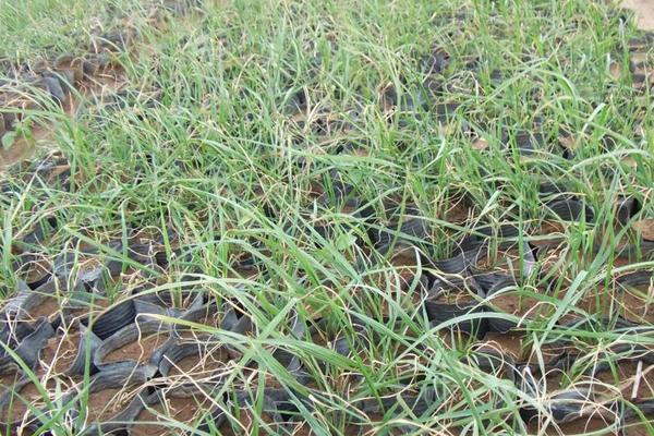 2018种狼尾草赚钱吗?狼尾草种植的利润与投资成本及前景预测