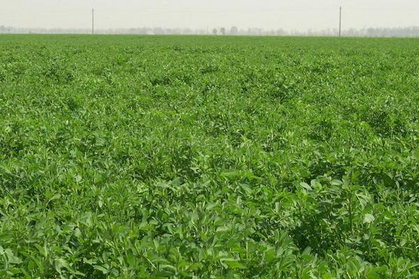 2018种苜蓿草赚钱吗?苜蓿草种植的利润与投资成本及前景预测