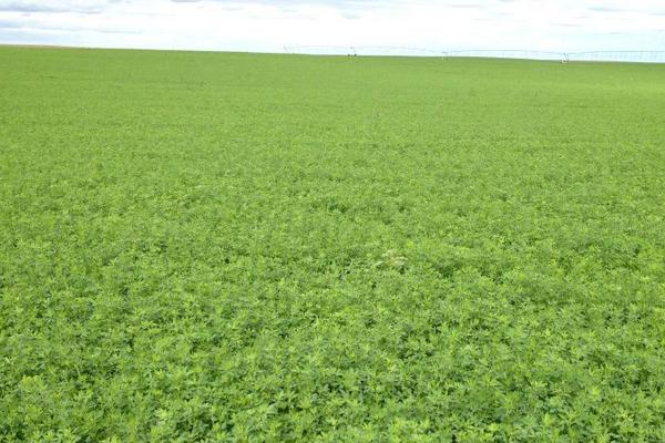 2018种苜蓿草赚钱吗?苜蓿草种植的利润与投资成本及前景预测