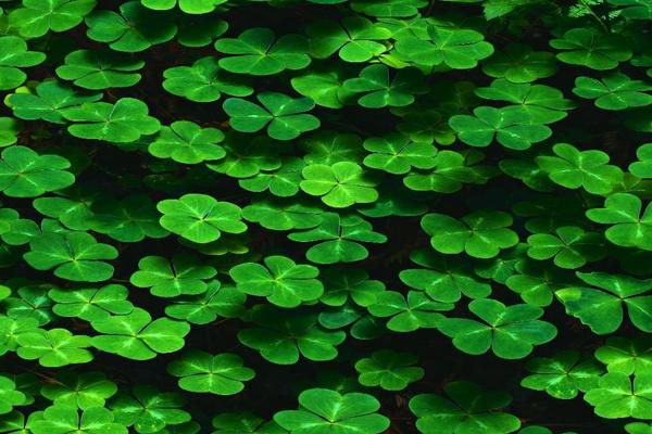 2018种苜蓿草赚钱吗?苜蓿草种植的利润与投资成本及前景预测