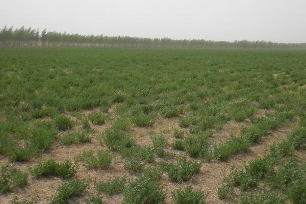 2018种苜蓿草赚钱吗?苜蓿草种植的利润与投资成本及前景预测