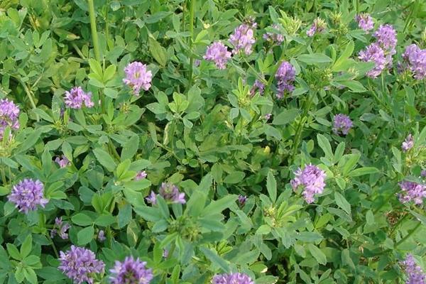 2018种苜蓿草赚钱吗?苜蓿草种植的利润与投资成本及前景预测