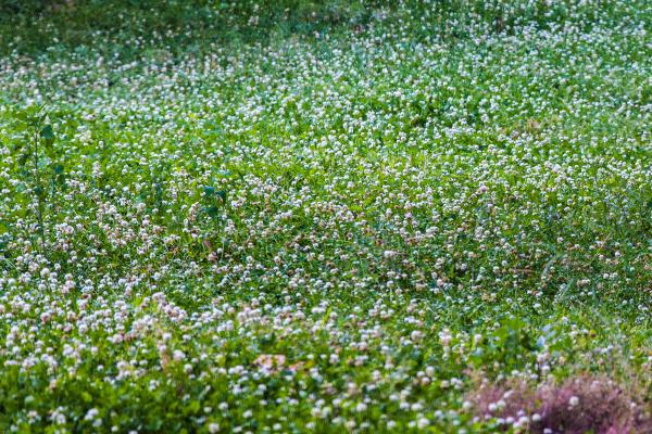 2018种苜蓿草赚钱吗?苜蓿草种植的利润与投资成本及前景预测