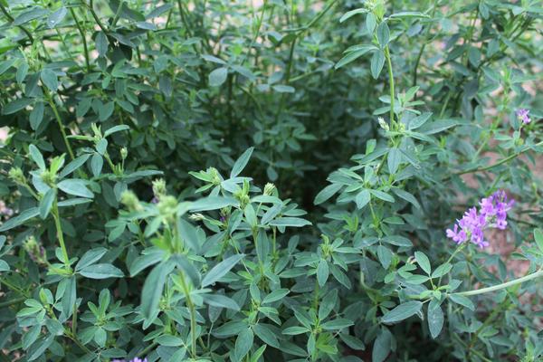 2018种苜蓿草赚钱吗?苜蓿草种植的利润与投资成本及前景预测