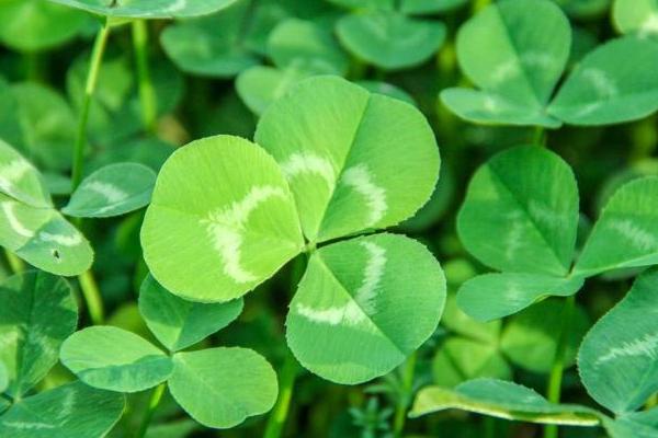 2018种三叶草赚钱吗?三叶草种植的利润与投资成本及前景预测