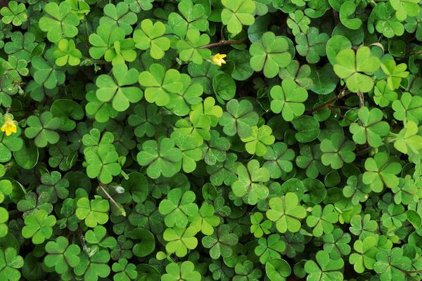 2018种三叶草赚钱吗?三叶草种植的利润与投资成本及前景预测