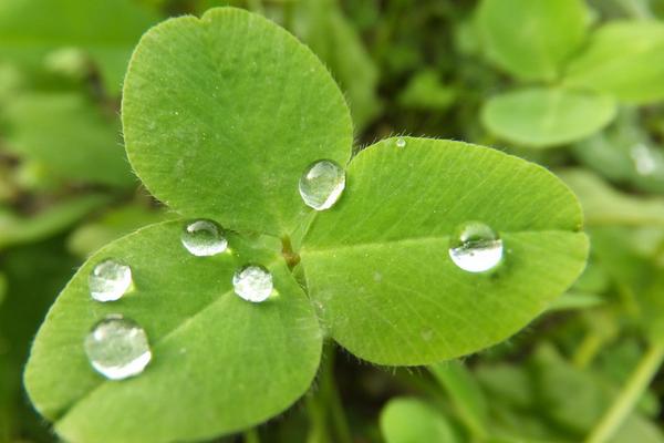 2018种三叶草赚钱吗?三叶草种植的利润与投资成本及前景预测