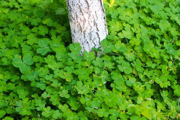 2018种三叶草赚钱吗?三叶草种植的利润与投资成本及前景预测