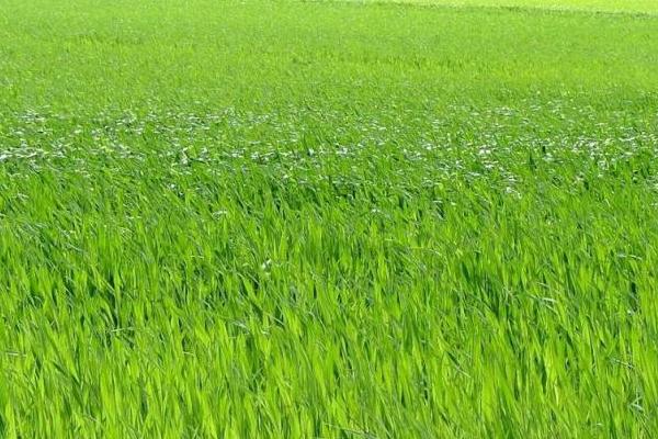 2018种牧草赚钱吗?牧草种植的利润与投资成本及前景预测
