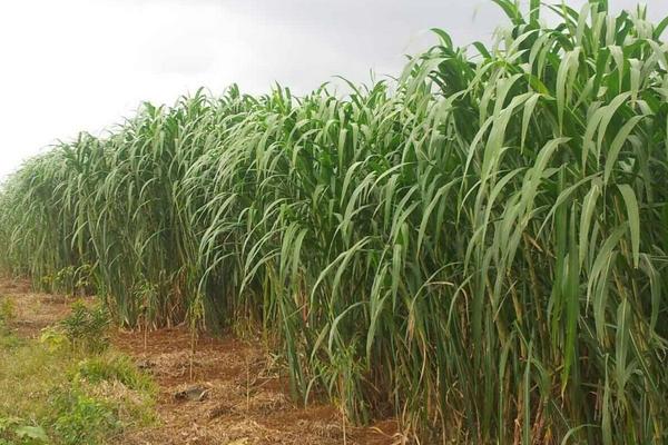 2018种牧草赚钱吗?牧草种植的利润与投资成本及前景预测