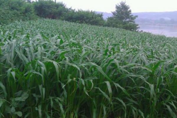 2018种牧草赚钱吗?牧草种植的利润与投资成本及前景预测