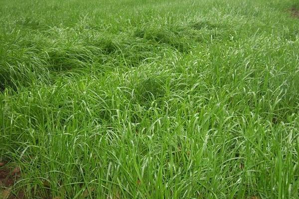 2018种苏丹草赚钱吗?苏丹草种植的利润与投资成本及前景预测