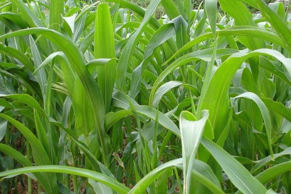 2018种苏丹草赚钱吗?苏丹草种植的利润与投资成本及前景预测